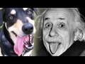 SMARTEST DOG EVER!!!! (5.22.10 - Day 387)