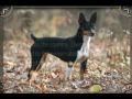 Heritage Decker Terrier Registry