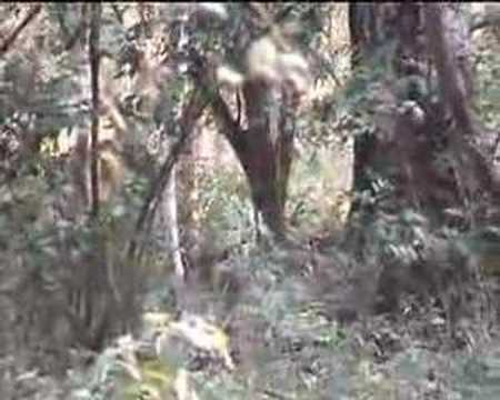 Red duiker