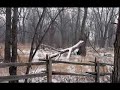 woodpigeon - oberkampf
