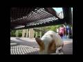 videos de Koon-King and Koon-Rajah