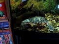 Raphael flirting with Herman