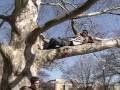 videos de Flight of the Conchords- If you're into it (I could marry you version)