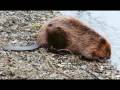 videos de 