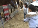 Horses ??? Horses ???
