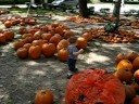 Xander at the pumpkin patch