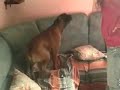 La mia boxerina desy dimostrazione addestramento dog!! La mia boxerina desy dimostrazione addestramento dog!!