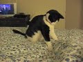 The (Easily) Entertained