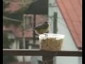 Sikorka (Parus major)