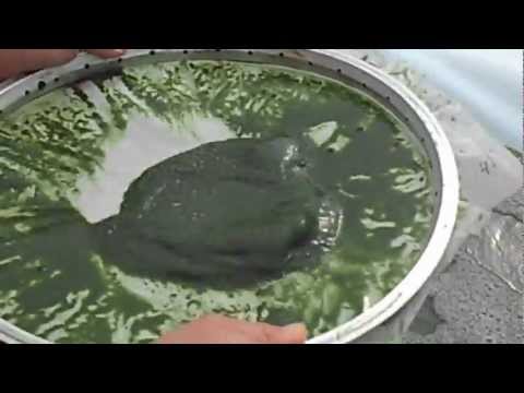 how to harvest spirulina