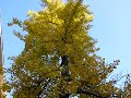 Ginkgo-trees-in-Amst