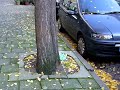 Ginkgo-trees-in-Amst