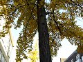 Ginkgo-trees-in-Amst