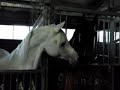 Arabian stallion Milak AA talks to his neighbor