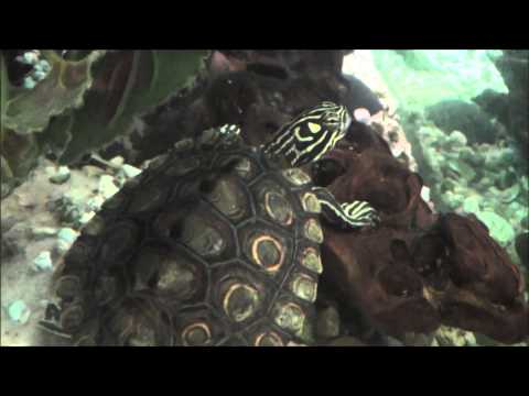 YouTube reptile video