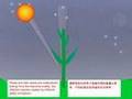 Biodynamic Aspects of the Heavens Creating Plants