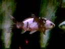 Koi Shiro Utsuri ?? tank 4 Koi Shiro Utsuri ?? tank 4