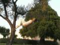 videos de delorean dmc wakashimazu83 ocana ludo capoeira accrobaties