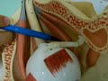 Neuroanatomia 2 facimed