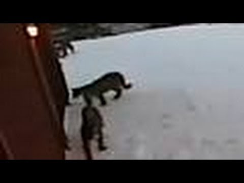 mountain lion