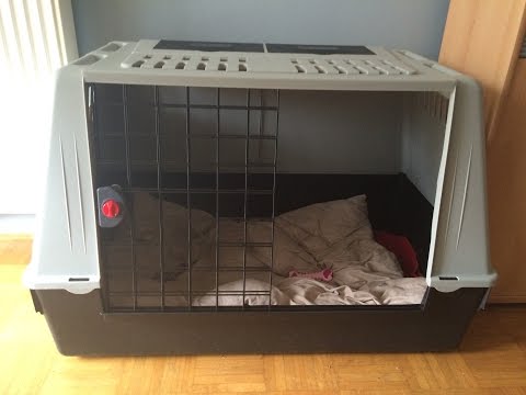 Hundebox -  Warum man seinen Welpen 