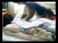dog home alone dog home alone