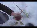 Jon & Jesse's sloo shark adventures