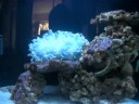 My Nemo 2