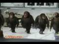 Horon tepen maym�nlar  = 