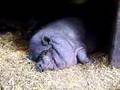 schnarchendes hängebauchschwein xD