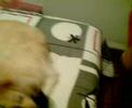 Luna e a meia preta