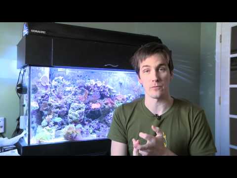 how to care saltwater aquarium