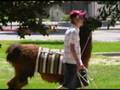 Johnson and Wales Orientation montage