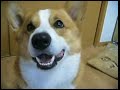 Goro@Welsh corgi 20070508 smile and eat Goro@Welsh corgi 20070508 smile and eat