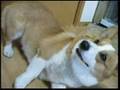 Goro@Welsh corgi 20070508 smile and eat