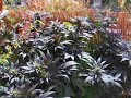 Home Grow 2004