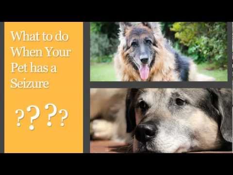 how to treat epilepsy in dogs
