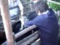 domadura huaso tagle