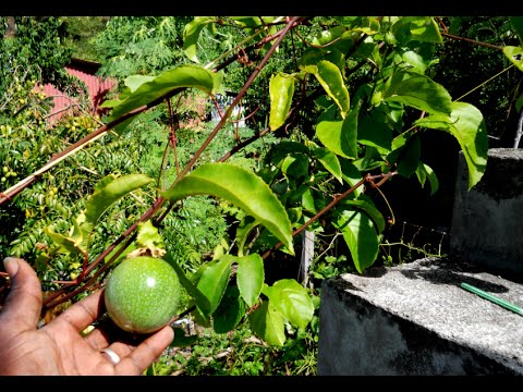 how to transplant passion fruit
