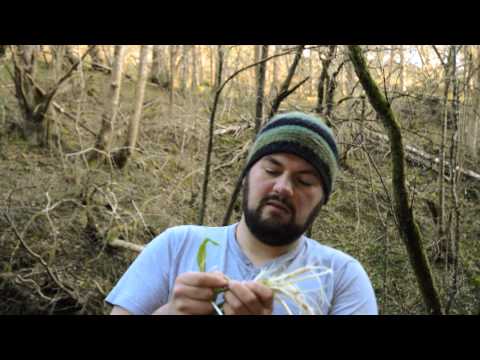 how to plant wild garlic