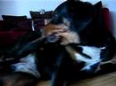 Our dog \"Tina\"