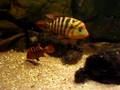 videos de Festae pair with fry