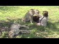 Honey Badger's Randall: Animals and Ryan Gosling Films at Tanganyika Wildlife Park