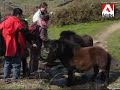 Tintagel, kissing gates and cute ponies