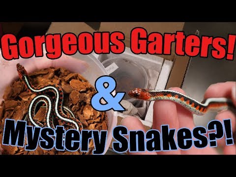 YouTube reptile video