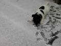 Akita Inu video