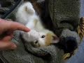 pinoko pinoko