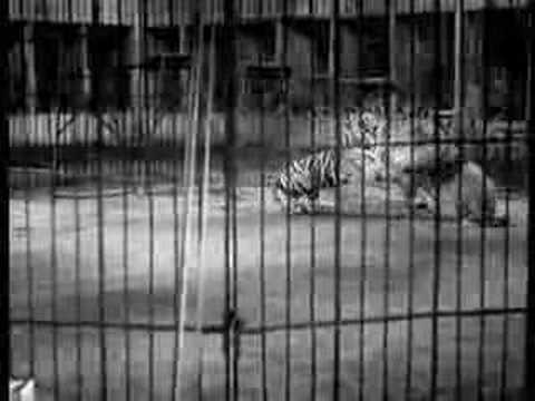 lion beats tiger