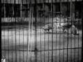 Big Cage Lion vs Tiger (Good Quality Version)