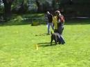 www.psisport.com-zawody obedience klasa 0-Hattori